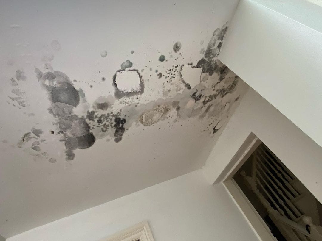 Signs You May Have Mould After A Leak